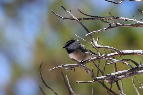 iNaturalist observation photo of Mountain Chickadee