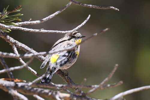 iNaturalist observation photo of Yellow-rumped Warbler