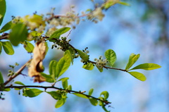 Achatocarpus oaxacanus