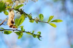 Achatocarpus oaxacanus