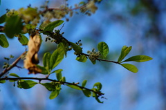 Achatocarpus oaxacanus