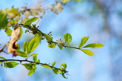 Achatocarpus oaxacanus