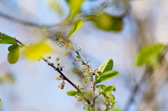 Achatocarpus oaxacanus