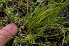 Triglochin scilloides, photograph (c) Kyle Elshoff, some rights reserved (CC BY)