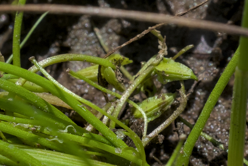 Triglochin scilloides, photograph 1