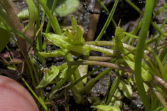 Triglochin scilloides