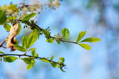 Achatocarpus oaxacanus