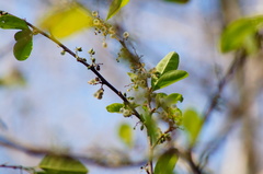 Achatocarpus oaxacanus