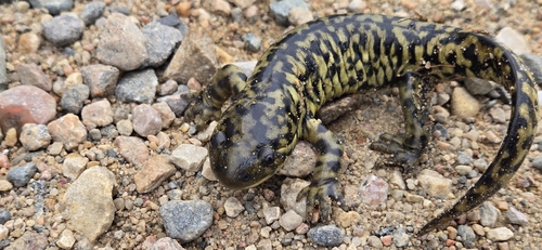 Western Tiger Salamander
