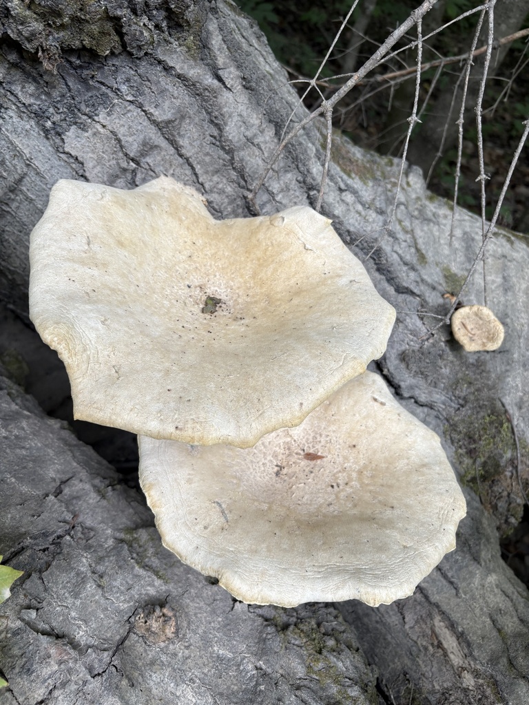 Lynx Paw Oyster · August 2026 · photo: Photo: (c) ewasiukb, some rights reserved (CC BY) · iNaturalist