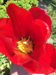 Tulipa