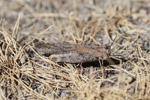 iNaturalist observation photo of Crackling Forest Grasshopper