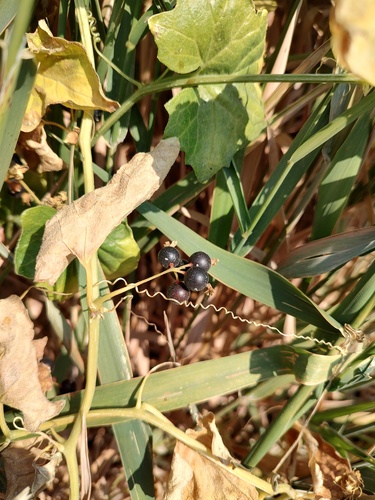 Bryonia alba, photograph 2