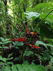 Heliconia tortuosa