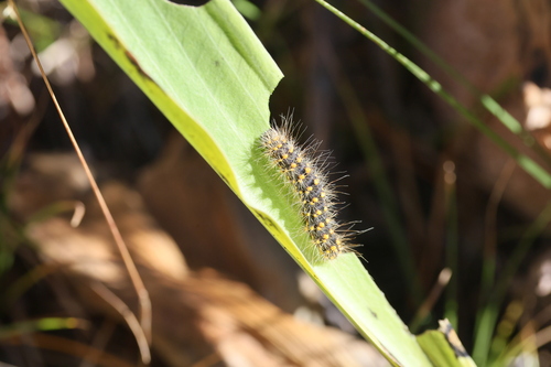 iNaturalist observation photo of Lupine Dagger