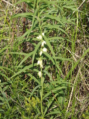 Polygonatum stenophyllum