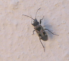 Caprochromus moerens