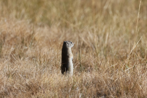 Belding's Ground Squirrel observed by mirts