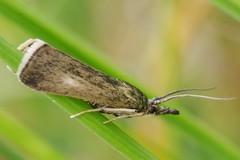 Hypochalcia decorella