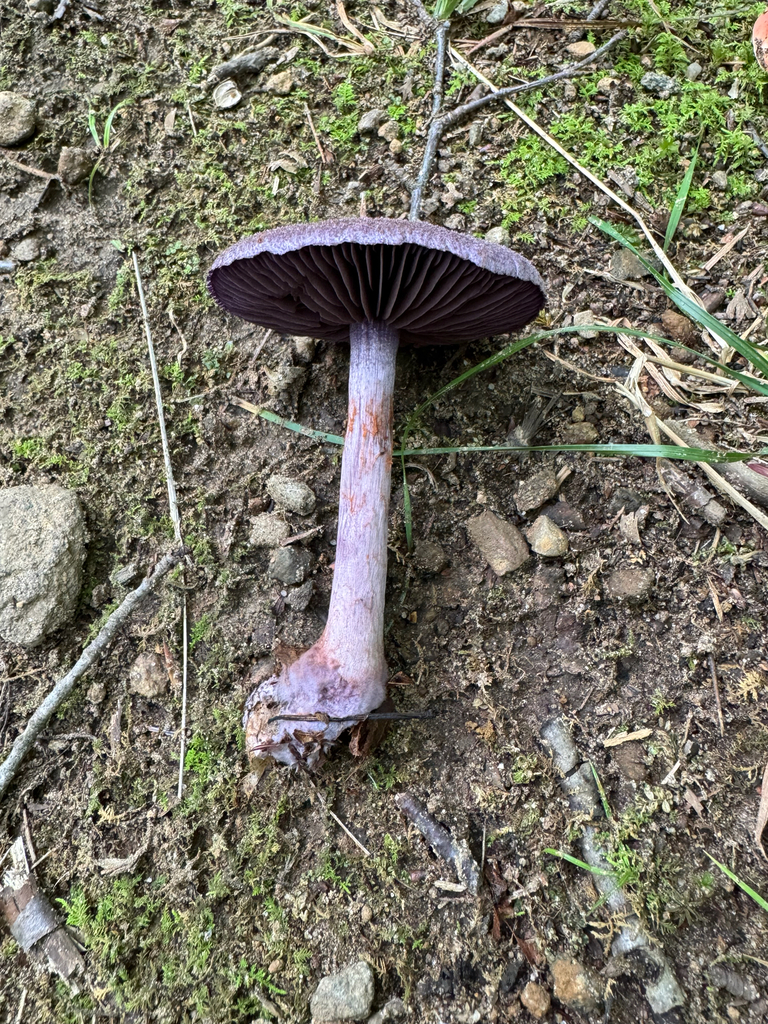 violet webcap · August 2026 · photo: Photo: (c) Michele Wiseman, some rights reserved (CC BY) · iNaturalist