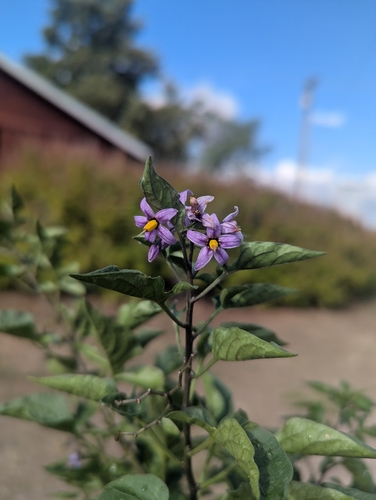 bittersweet nightshade
