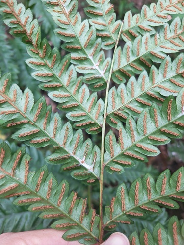 Woodwardia japonica, 2026-08-31