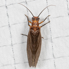 Protosialis americana