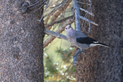 iNaturalist observation photo of Clark's Nutcracker