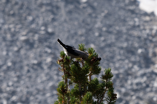iNaturalist observation photo of Clark's Nutcracker