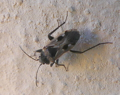 Caprochromus moerens