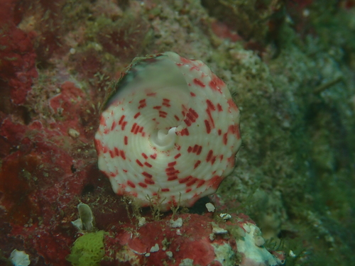 Trochus niloticus observed 2026-08-19