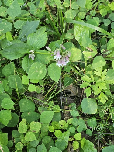 white rattlesnake root