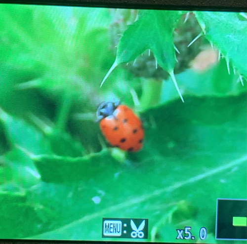 Convergent Lady Beetle