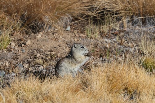 Belding's Ground Squirrel observed by mirts