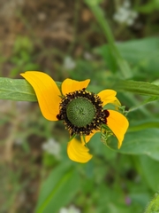 Rudbeckia amplexicaulis