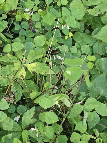 American hog-peanut