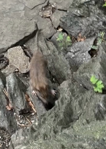 Rat photographed near here on 2026-08-30