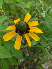Rudbeckia amplexicaulis