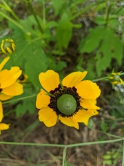 Rudbeckia amplexicaulis