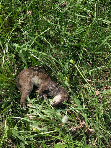 Long-tailed Weasel observed by carys_carrots