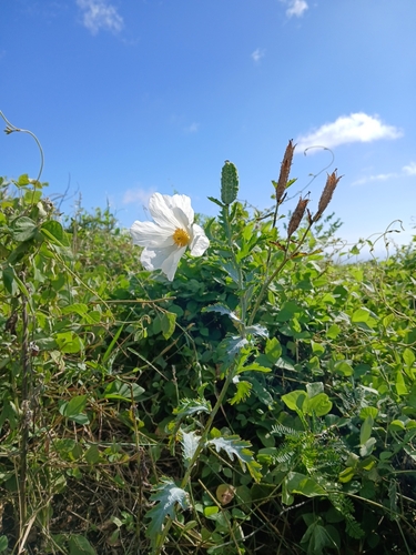 Argemone glauca observed 2026-08-30