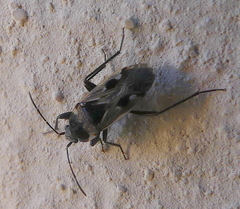 Caprochromus moerens