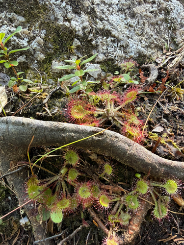 round-leaved sundew