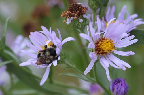 iNaturalist observation photo of Bumble Bees