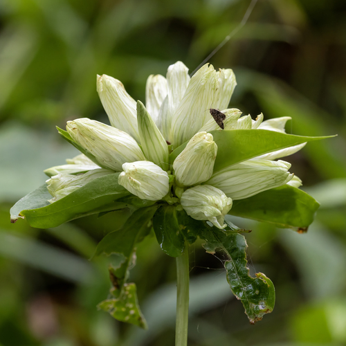 Gentiana alba, photograph 5