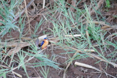 Corythornis vintsioides