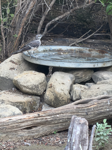 Northern Mockingbird