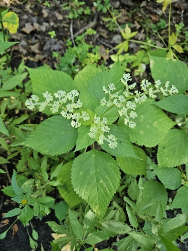 wood nettle