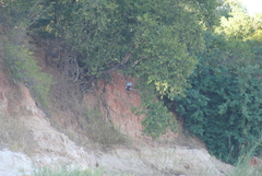 Polyboroides radiatus