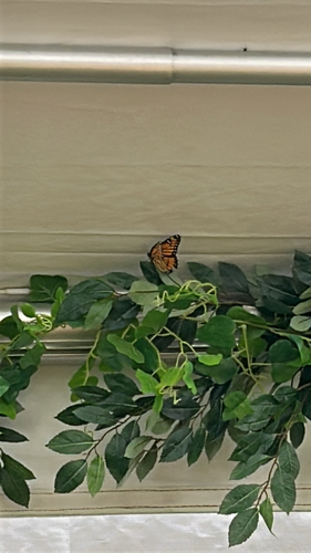 Viceroy